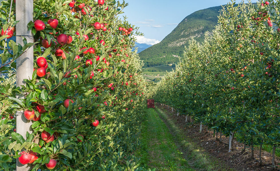 HOTEL STELLA DELLE ALPI Ronzone (TN)
