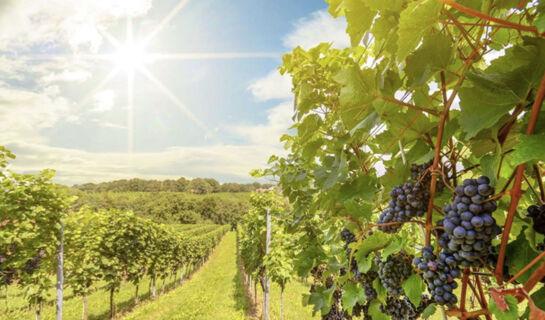 HOTEL LE COLLINE (B&B) San Gimignano (SI)